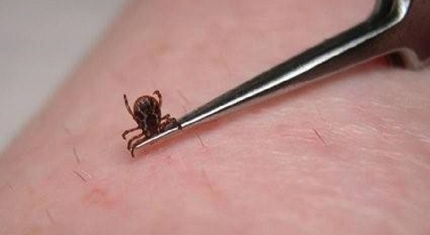 Zecche, pioggia e umido, cresce l'emergenza nel parco Donadon: l'allarme lanciato dalla scuola Zecche, pioggia e umido, cresce l'emergenza nel parco Donadon: l'allarme lanciato dalla scuola