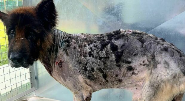 https://statics.cedscdn.it/photos/MED/2025/05/30/8868502_30114831_bruno_pastore_tedesco_morso_cane_ferite_vermi_proprietario_benzina_corpo.jpg