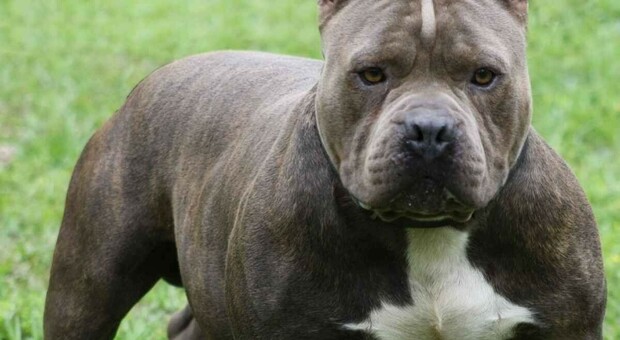 https://statics.cedscdn.it/photos/MED/2025/05/30/8868738_30164232_pitbull_1.jpg