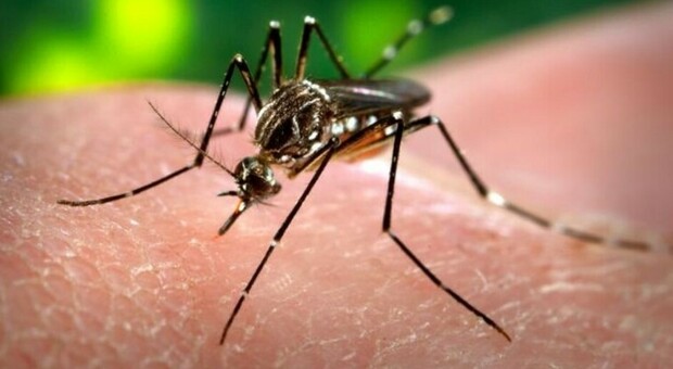 https://statics.cedscdn.it/photos/MED/2025/06/04/8878467_04215939_caldo_zanzare_rischi_virus_dengue_giovanni_rezza_cosa_dice_oggi_5_6_2025.jpg