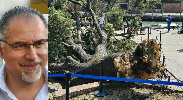 Albero crollato a Venezia, il prof Ferrini: «Quella pianta era malata da anni, altrimenti non sarebbe caduta così»