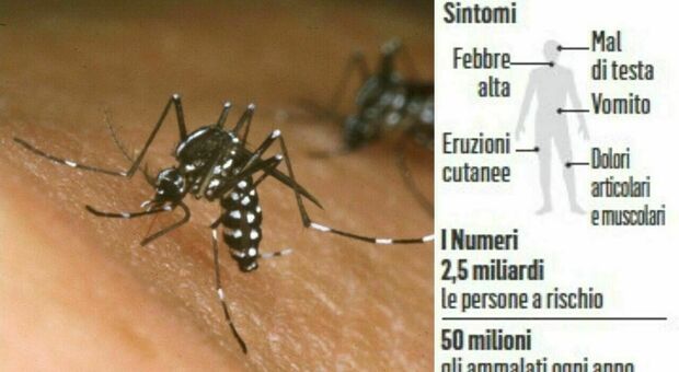 https://statics.cedscdn.it/photos/MED/2025/06/05/8880414_05131146_dengue_casi_italia_chikungunya_zika_oggi_5_6_2025.jpg