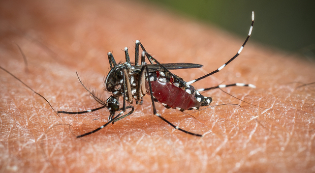 https://statics.cedscdn.it/photos/MED/2025/06/05/8880913_05204357_dengue_casi_livorno_bassano_del_grappa_chikungunya_veneto_allerta_malattia_zanzare_oggi_6_6_2025.jpg