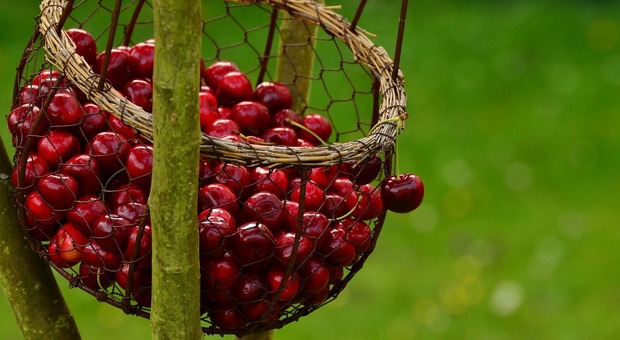 https://statics.cedscdn.it/photos/MED/2025/06/11/8891943_11161810_cherries_1503974_1280.jpg
