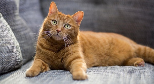 FIP Treatment Breakthrough: New Hope for Cats FIP Treatment Breakthrough: New Hope for Cats