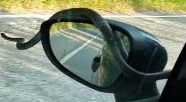 Arcevia, la biscia sbuca mentre sta guidando: attimi di paura al volante per Papi