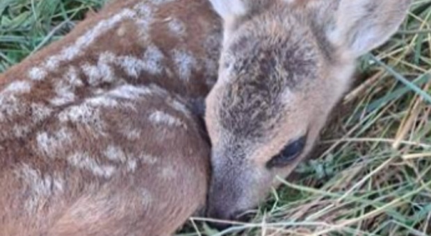 Cucciolo di capriolo travolto da una falciatrice, tre zampe amputate. Il web si mobilita ma lui muore. Ed è polemica: «Nessuno interviene»