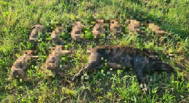 Mamma cinghiale e i cuccioli uccisi, scoppia la rabbia dei cacciatori: «Nessuno di noi avrebbe mai fatto una cosa del genere»