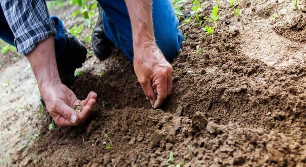 Orto sociale, evadono il canone annuo dei lotti (valore 72 euro): è caccia ai cittadini furbetti