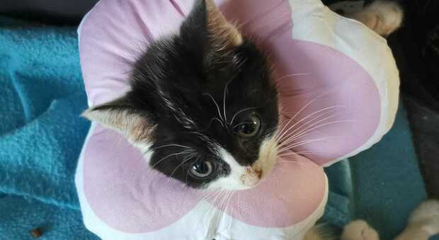 Memole, la gattina lanciata dall'auto, riceve una richiesta di adozione da Milano. Le volontarie frenano: «Meglio più vicino»