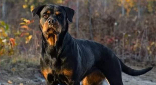 https://statics.cedscdn.it/photos/MED/2025/07/01/8931218_01170556_fratellini_aggrediti_rottweiler.jpg