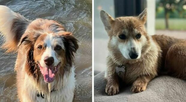 Ladri si intrufolano in casa mentre i proprietari sono a cena fuori e fanno sparire i cani: «Bruna è tornata, cercherò Nemo con un drone termico»