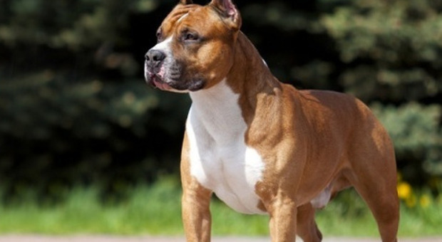 Amstaff senza guinzaglio in passeggiata aggrediscono un cane e il suo proprietario: «Mi sono rotto la mano per salvare il mio segugio»
