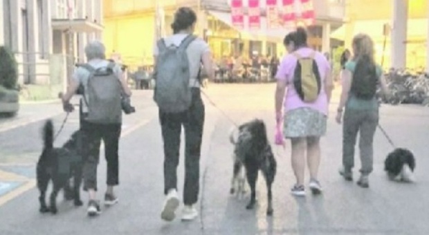 Adolescente prende a calci due cani, follia in centro: poi la baby gang fugge tra i passanti Adolescente prende a calci due cani, follia in centro: poi la baby gang fugge tra i passanti