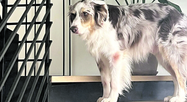 Ladri entrano in casa e mettono in fuga il cane, l'appello del padrone: «Sono passati più di 10 giorni, ricompensa di 1.000 euro a chi lo trova»