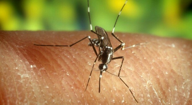 West Nile, contagiato un 40enne: non era stato all’estero, ha scoperto di avere il virus per caso. Disposta la disinfestazione