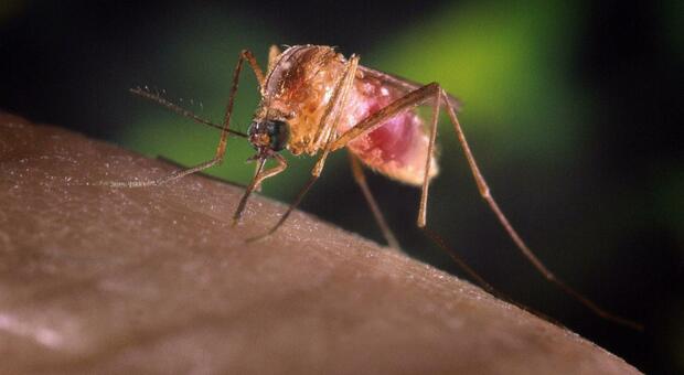 https://statics.cedscdn.it/photos/MED/2025/07/23/8973954_23204557_west_nile_come_proteggersi.jpg