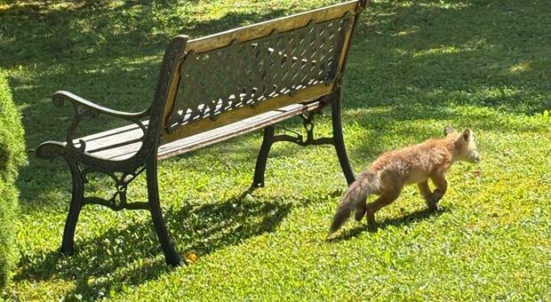 Famiglia di volpi cerca riparo dal maltempo, mamma e cuccioli entrano in giardino per trovare rifugio sotto a un albero