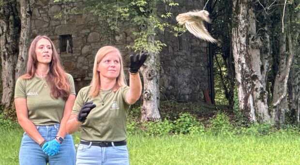Cras, dove gli animali tornano liberi: inaugurata la nuova struttura con il rilascio di un cuculo e 3 civette, salvati da vari traumi. Ospitati 87 esemplari, 14 sono in cura Ospitati 87 esemplari, 14 sono ancora in cura