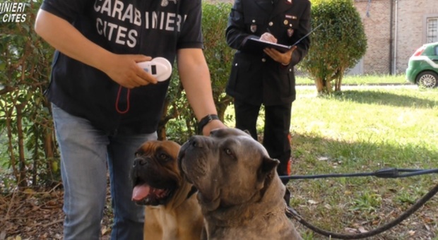 https://statics.cedscdn.it/photos/MED/2025/07/27/8980438_27094241_canecorso.jpg