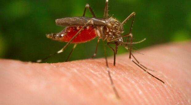 West Nile, ricoverato un 54enne colpito dal virus nella forma neuroinvasiva: è grave