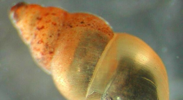 Chiocciola neozelandese, la lumaca invasiva scoperta nell'acquedotto asburgico: mistero su come sia arrivata nel sottosuolo triestino