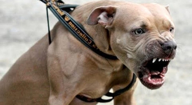 Rubano la merce dalle corsie del supermercato, la coppia (scoperta) aizza il pitbull contro il direttore: arrestati il 34enne tunisino e la 40enne