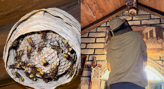 Calabrone europeo, nido scoperto in una chiesa vicino a Roma: insetti nidificano sul dipinto "L'Ultima Cena"