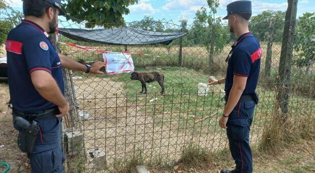 Due cani richiusi in un recinto, feriti e abbandonati senza acqua né cibo: il responsabile rischia fino a 10mila euro di multa