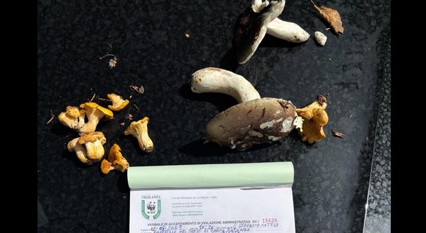 Raccolta di funghi nel Parco del Matese blitz e sanzioni delle guardie del Wwf