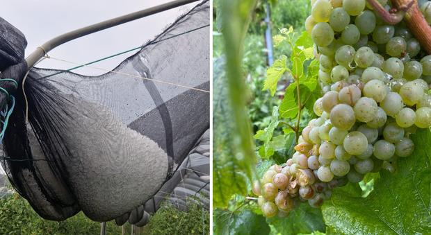 Grandine e vento, i danni del maltempo: «Campi travolti. Mais, grano e vigneti distrutti». Ad Albignasego un albero caduto ha centrato due auto
