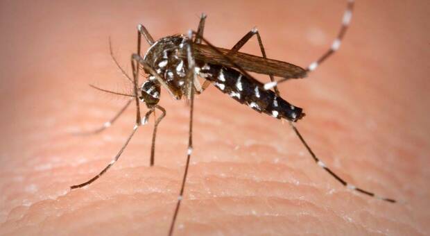 Quali virus hanno portato le zanzare in Italia? West Nile, Dengue e Chikungunya