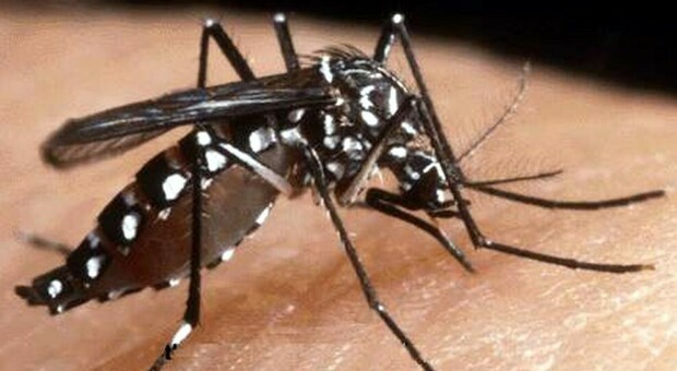 https://statics.cedscdn.it/photos/MED/2025/08/07/9001050_07125049_chikungunya.jpg