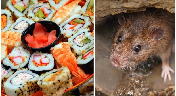 Topi tra i tavoli del sushi all you can eat, nel retro il dormitorio abusivo per 45 dipendenti: sequestrato il locale