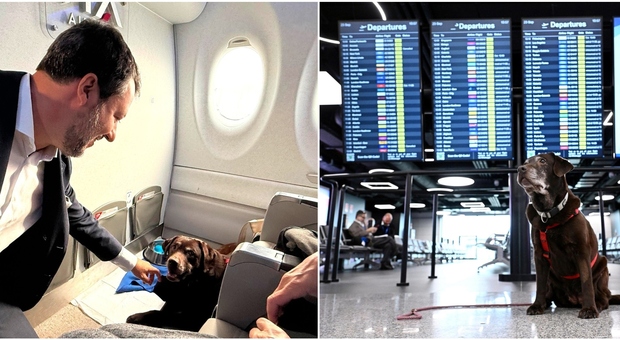 Ita Airways omogoča potovanje velikih psov v kabini letala