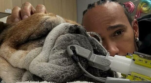 Lewis Hamilton accanto al suo amato cane Roscoe che è ricoverato