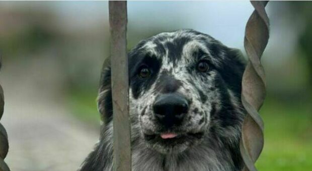 https://statics.cedscdn.it/photos/MED/2025/10/06/9110098_06073423_cane_morso.jpg