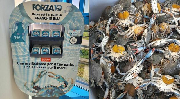 https://statics.cedscdn.it/photos/MED/2025/10/11/9120850_11172056_granchioblu_cibo_gatti_pate.jpg