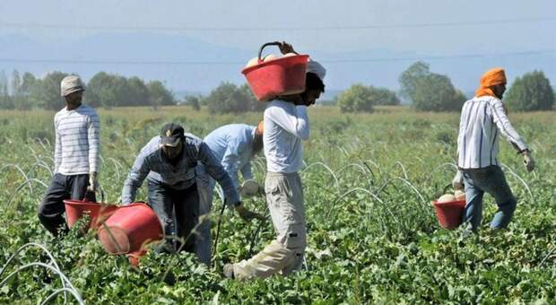 Agricoltura, boom di imprese straniere: il comparto ha registrato un incremento del 75,3% di aziende gestite da titolari non italiani