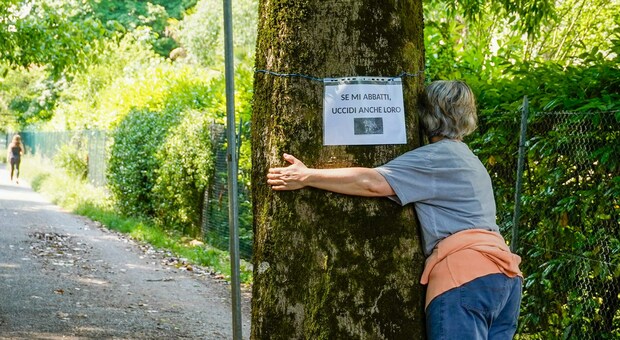 Alberi, dal Comune le linee guida sugli abbattimenti e per chiedere le contro-perizie. La pericolosità supera la storicità: i criteri
