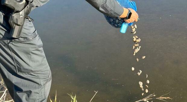 Sequestrati 400 kg di vongole: non era specificata la provenienza