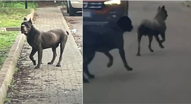 Orrore a Merine: due cani sbranano e sventrano i gatti della colonia felina. Residenti sotto shock