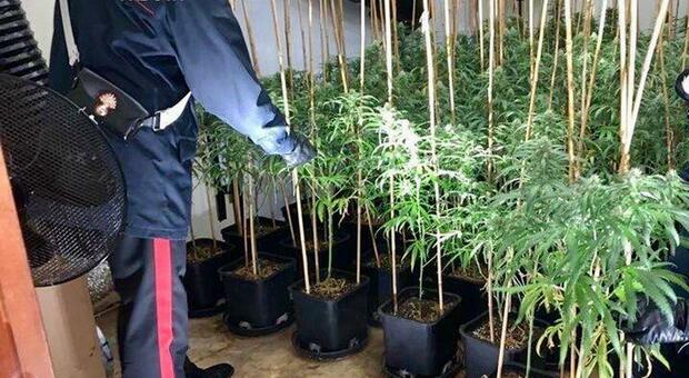 Marijuana, rubate 434 piante dalla serra sequestrata dai carabinieri