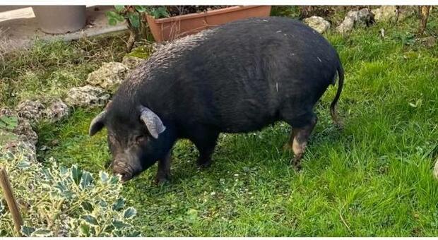 Maialina in fuga dal ristorante: ritrovata a Pieve