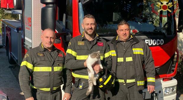 Boville Ernica: recuperata una gatta rimasta su un albero per 3 giorni