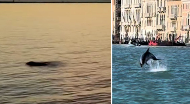 Mimmo, dopo il delfino arriva anche la foca nelle acque della laguna. Gli esperti: «È qui perché la zona è piena di cibo»
