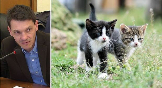 Gatti, microchip obbligatorio e taglio degli aiuti regionali: il caso sollevato dal consigliere Conficoni con un emendamento