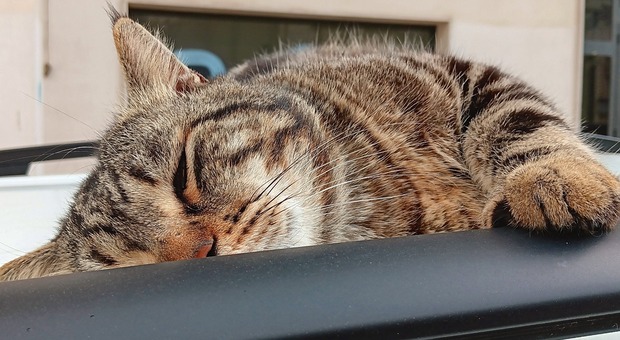 Salento, scomparso Cesare, il gatto di quartiere. Appello dei residenti per trovarlo