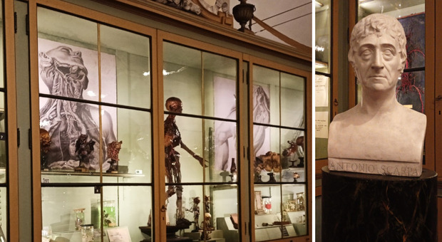 Scarpa, padre dell'anatomia: i suoi segreti nel museo di Pavia