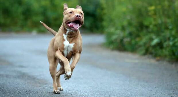 V Rimu ženska z nožem pokončala pitbula, da bi rešila napadenega soproga